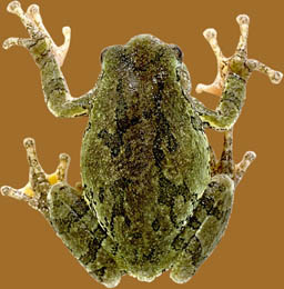 Frog
