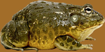 Frog