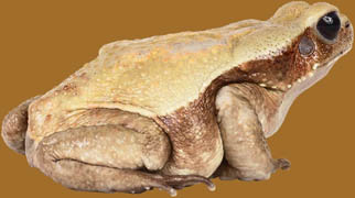 Frog